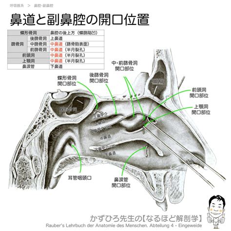 陰溝鼻|鼻腔、副鼻腔の解剖：注釈付きイラスト 